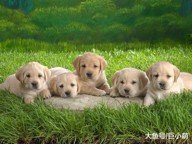 狗狗非常不听话，可能是没有狗妈妈教导，所以不建议养太小的狗