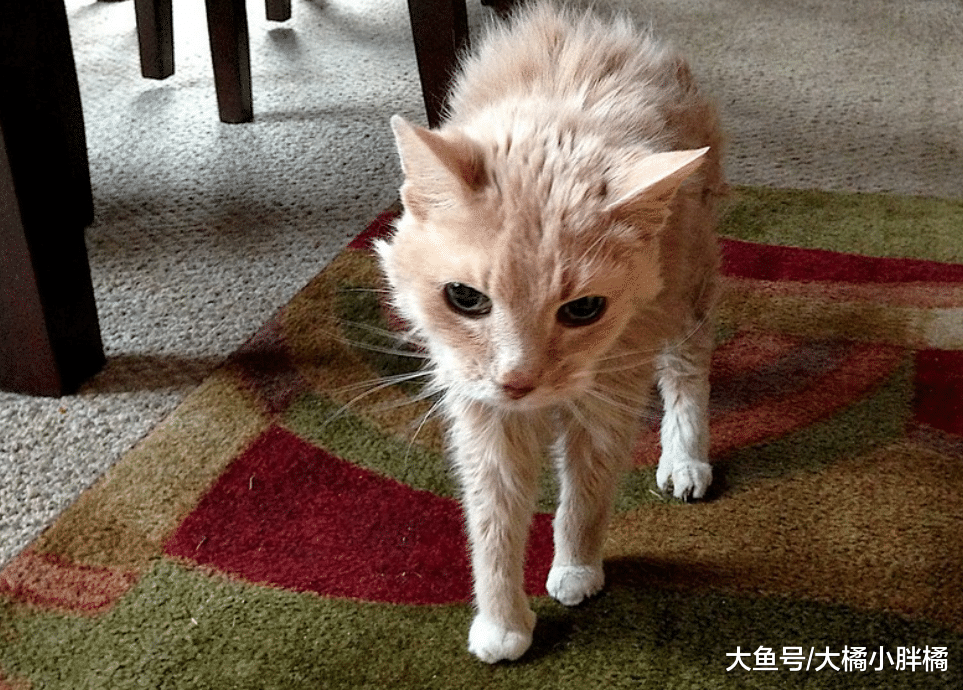 猫咪在屋内“徘徊”的5个原因，这是它的地盘，巡逻一下不行吗？