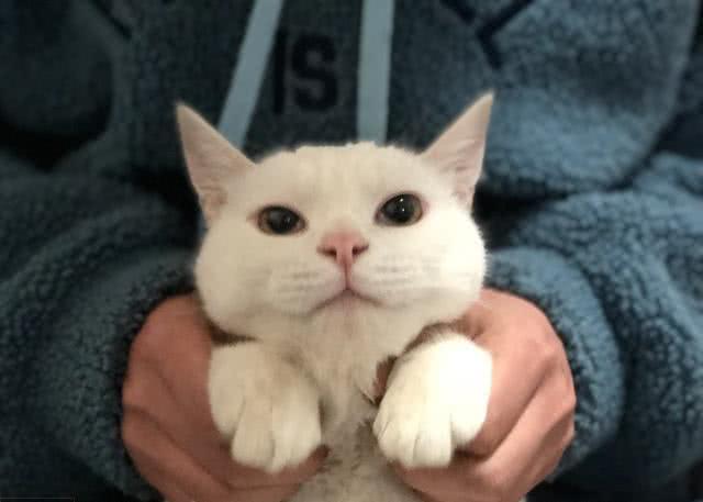 8年养猫经验告诉您，别给猫买这些东西，猫咪根本用不到