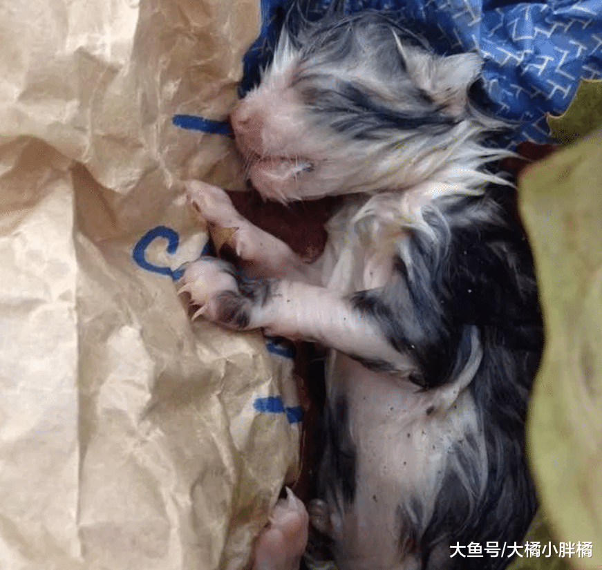 小猫躺在路上没了动静，女子本想埋了它，捏在手里后却有了新主意