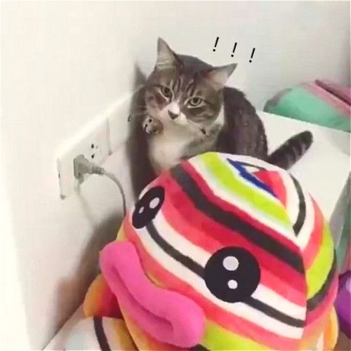 家中排插老断电，女子蹲守角落偷看，原来是自家猫咪的杰作