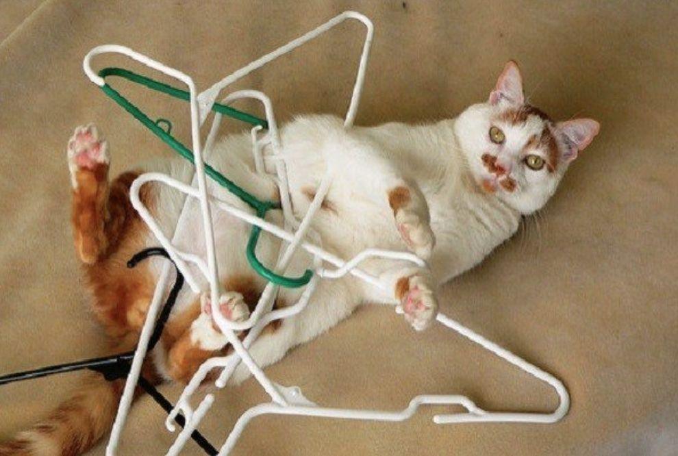 对猫咪来说, 最好的拍照道具竟然是...衣架?