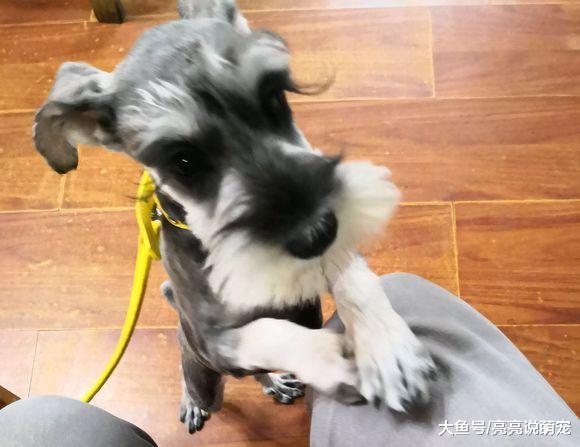 网友看着雪纳瑞的毛太乱，带它去做了个美容，狗：不满意！