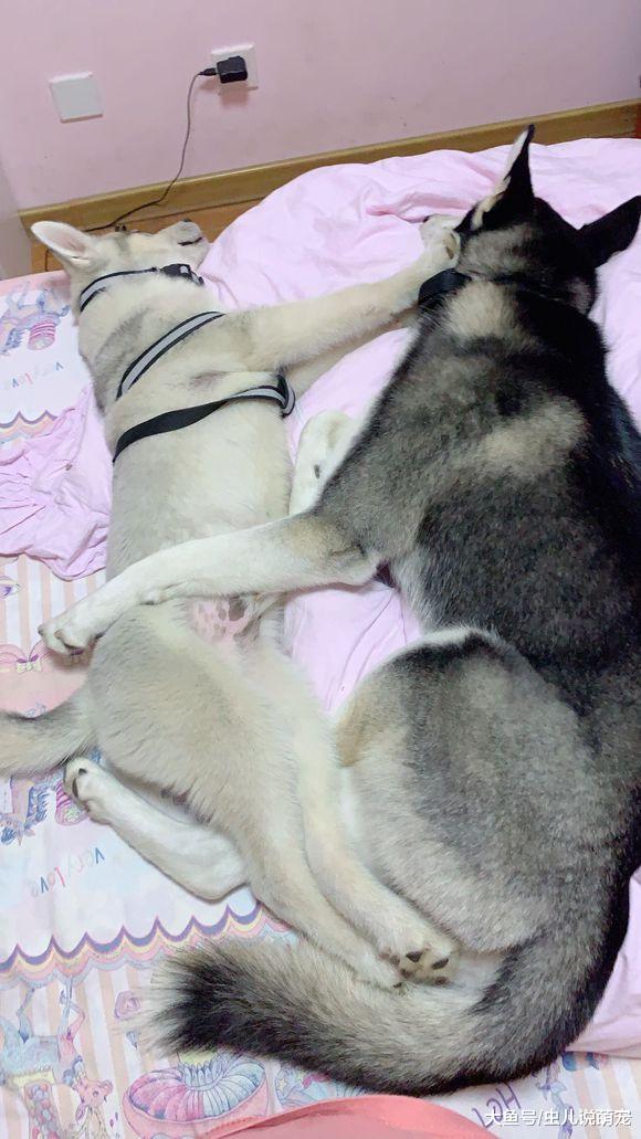 这对二哈“夫妻”霸占主人的床，主人只能在沙发睡觉