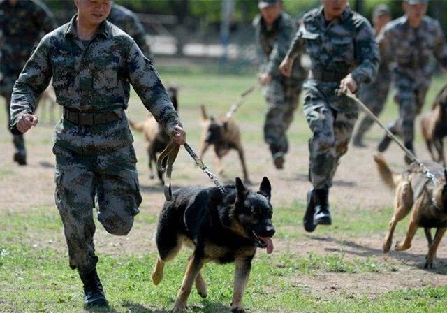 老兵退伍被军犬察觉，狗狗咬住包裹哀求他别走，场景赚足热泪