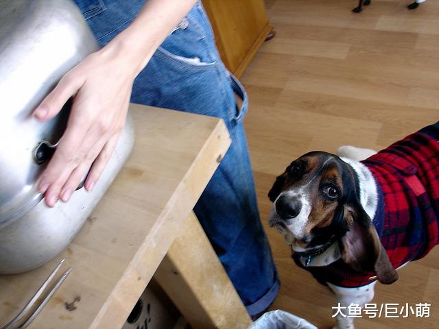 如何让狗狗在吃饭的时候冷静下来，要想狗狗不抢食，得教会它规矩