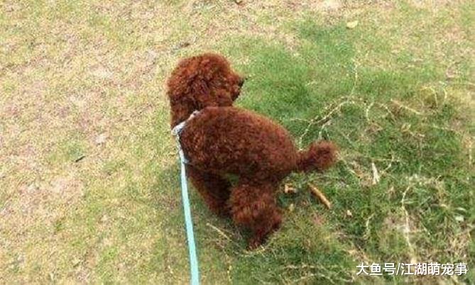 带你了解狗屎的6大危害，来做一个合格的铲屎