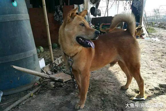 网友自己住这么大的院子晚上有些害怕，幸好院子里有大黄狗