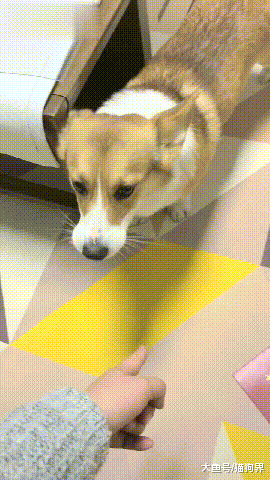 主人: 你把房产证撕了? ! 柯基: 谁叫你不把我的名写在房产证上~