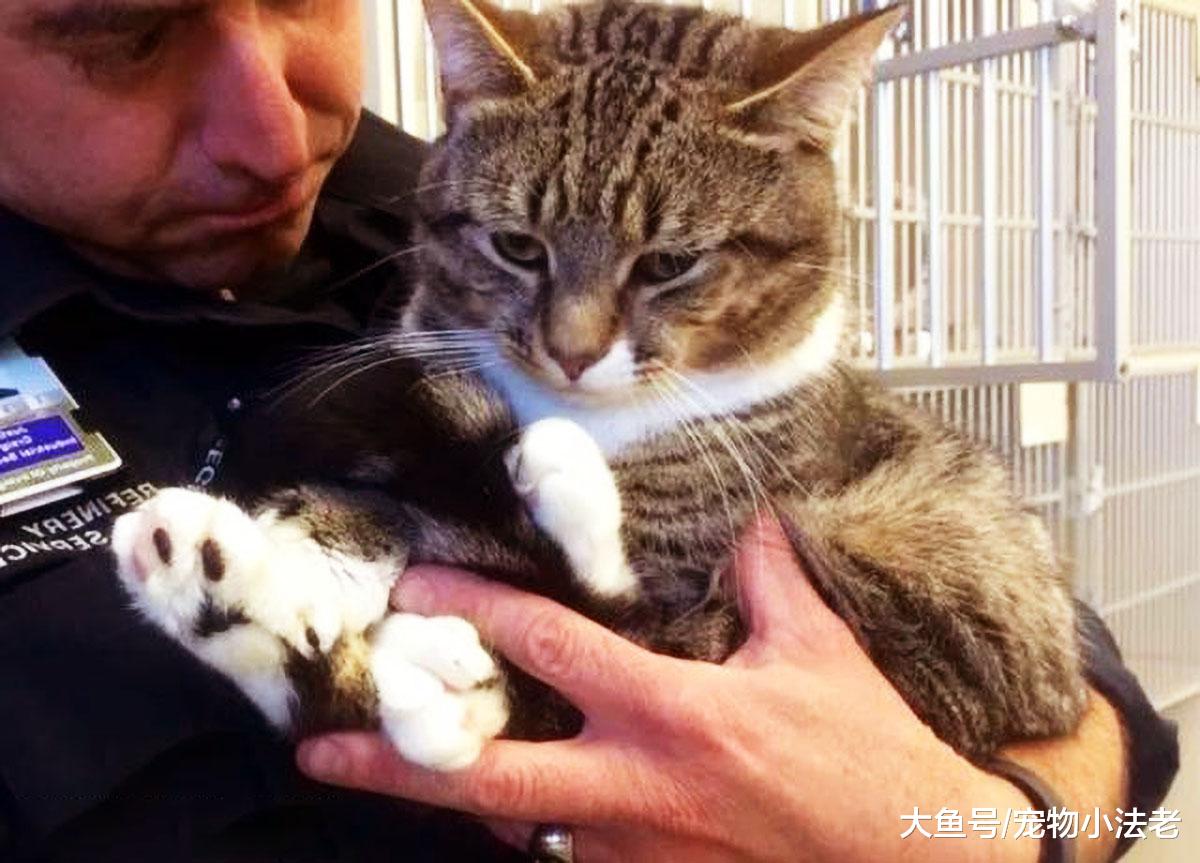 小猫因为长了26根趾头，被人狠心遗弃，男子收养后却一夜暴富！