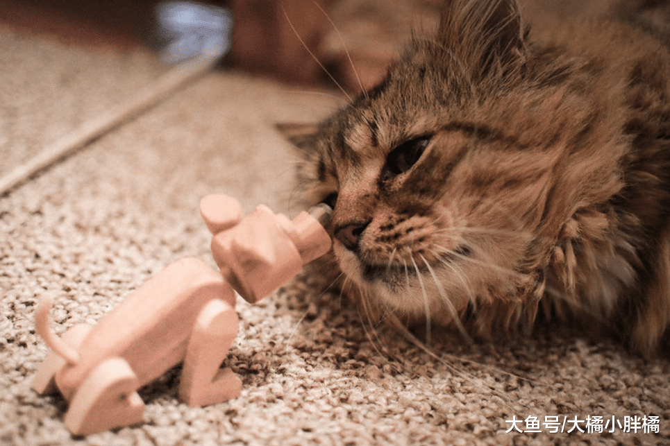 猫咪得了猫艾滋就不能长寿吗？铲屎官不要放弃，多注意这些小细节