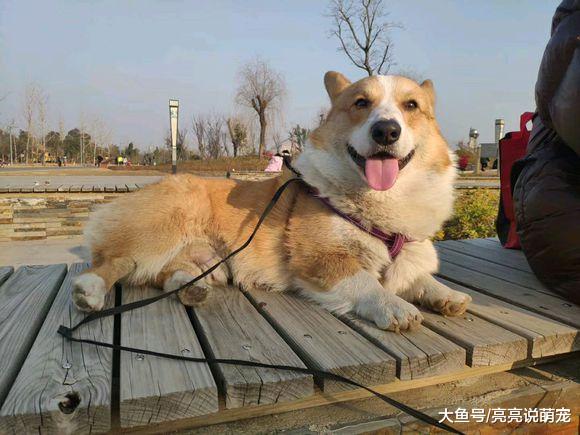 柯基的心真大，天天跟主人出去玩，它却还不知道自己将被弃养