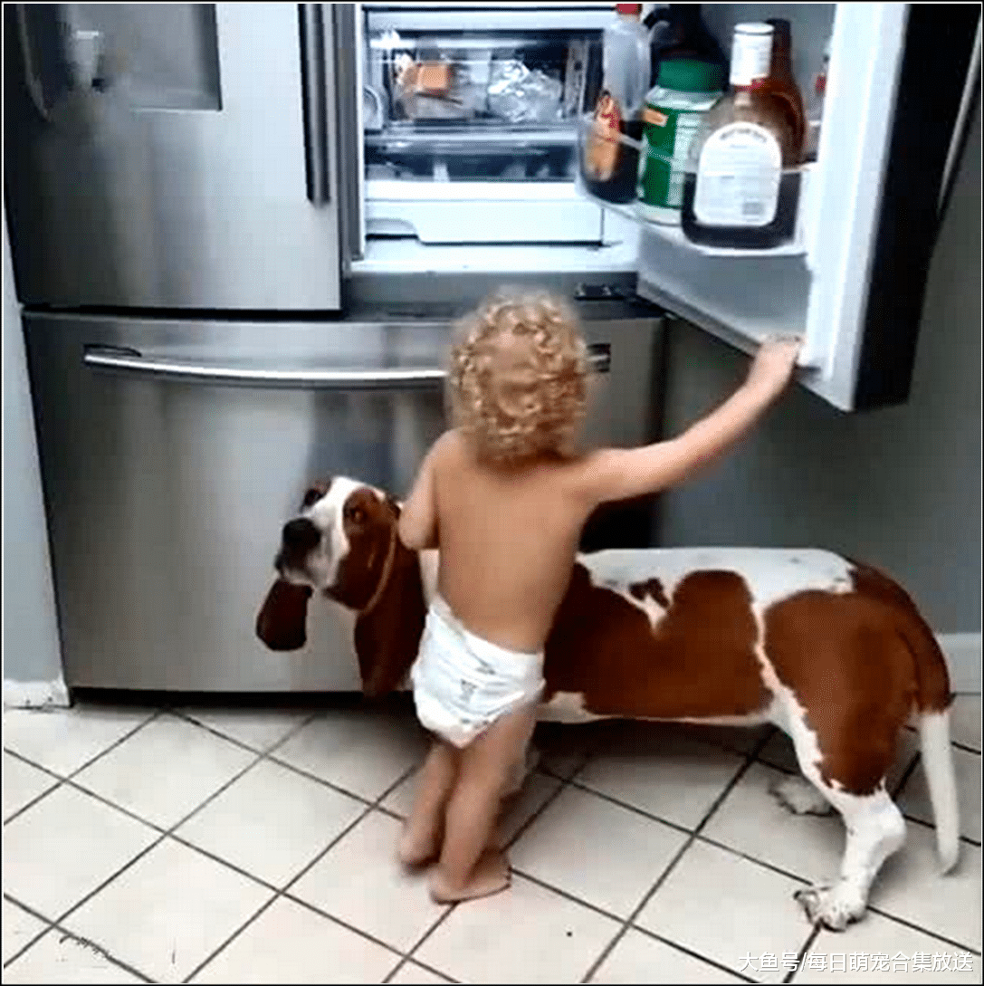 小主子站在狗狗身上，爬上冰箱偷东西吃，下一秒小主子懵了