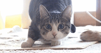 猫咪尾巴的4种语言，很多铲屎官忽略了，你还傻傻不知道？