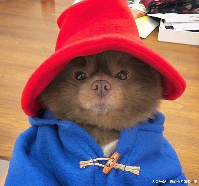 每次出门遛狗, 邻居就会指指点点: 哇, 那个人在遛一只熊哎!