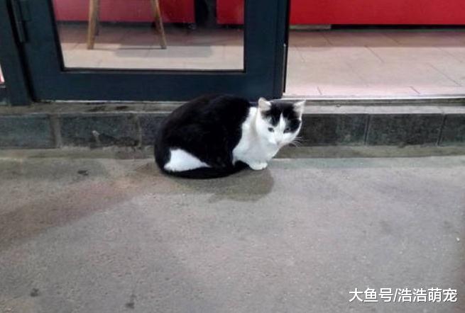 小崽受伤被进医院，猫妈却一直守在门口，网友：可怜天下父母心