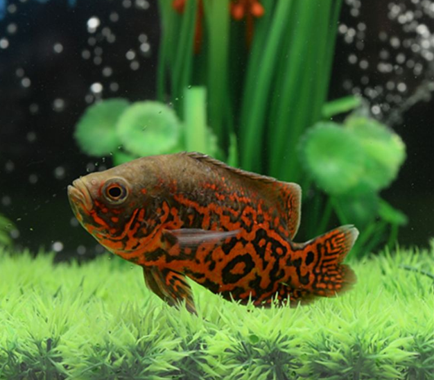 鱼缸水浑？家里一样东西滴一滴，鱼缸立马清澈无比