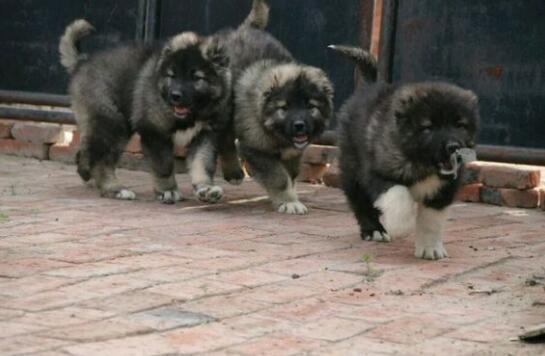 如何掌握科学喂养德国牧羊犬的方法