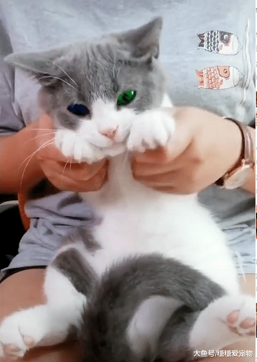 高颜值猫咪爆红网络，一双蓝绿“鸳鸯眼”，网友：偷猫犯法不？