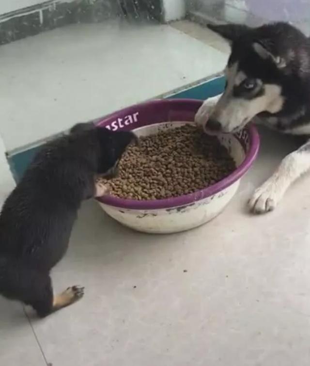 小土狗要吃狗粮，哈士奇不让，两只狗一言不合就互怼起来了