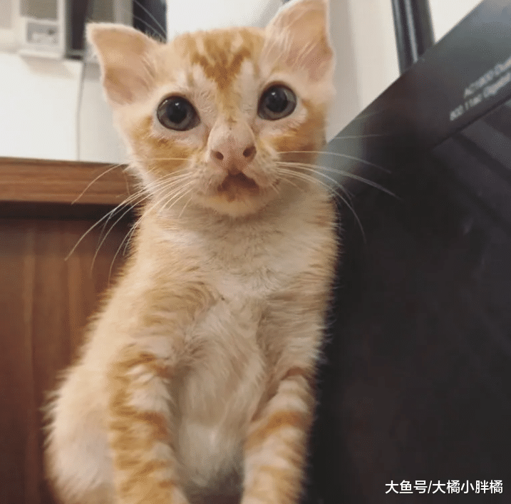 猫咪的鼻子长得像“牛魔王”，不过被大家嫌弃，最后自己找铲屎官