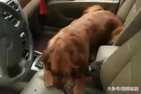 忘记金毛还在车里，急忙跑去开门，差点被气晕：这狗不要了！