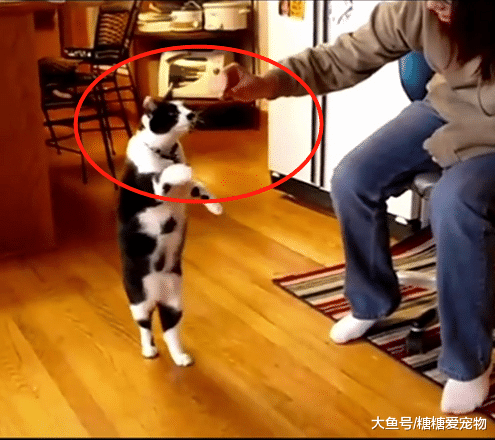 养了一只萨凡纳猫，喂东西都是这个样子的，主人：哎，我太难了