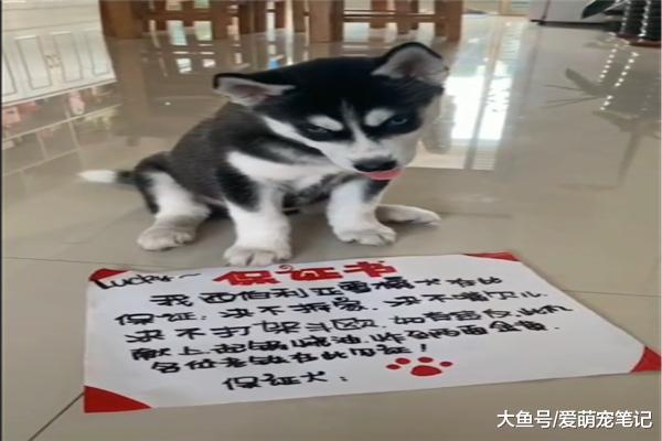 网友为了防止小二哈拆家，让它签了一张保证书，汪：先吃为敬