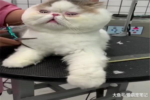 網友帶加菲貓去美容，呆滯的眼神好可愛，貓：被抓住命運的后頸脖