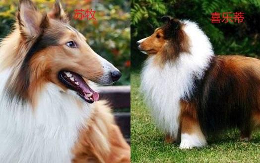 苏牧和喜乐蒂傻傻分不清？其实很简单，看这5个地方就行！