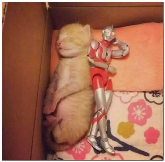 自从养了橘猫，我终于体会到什么叫“十橘九渣”！