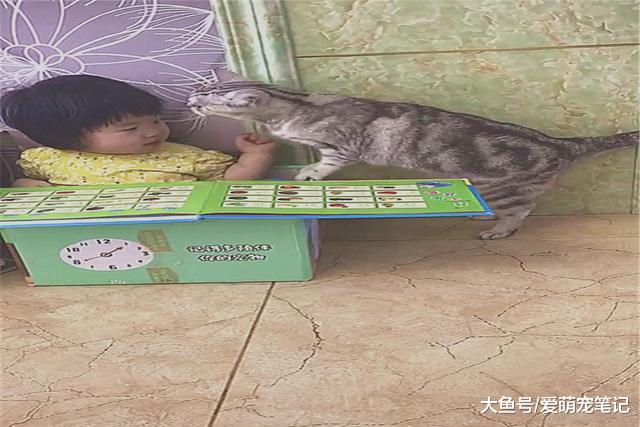 小主人和猫咪玩耍时，看到金毛不高兴赶紧上前拥抱，画面好有爱啊