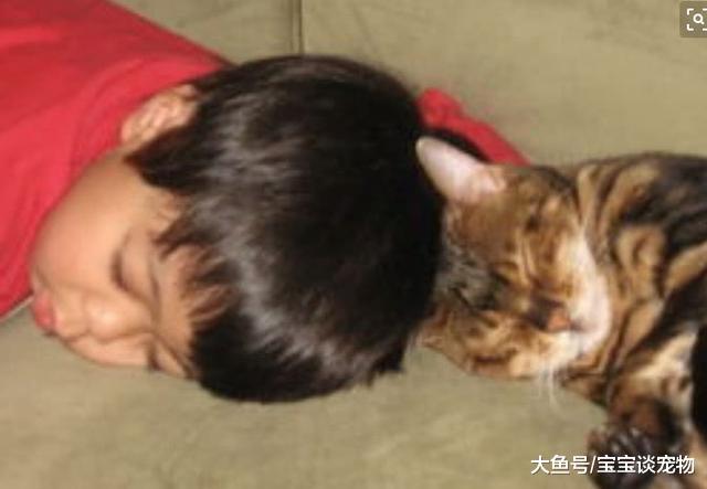 主人半夜上厕所，发现宝宝不见了，赶去客厅一看笑出内伤：真和谐