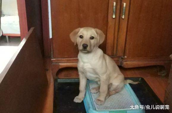 网友亲手造了一个“笼子”, 把调皮的拉布拉多关了进去