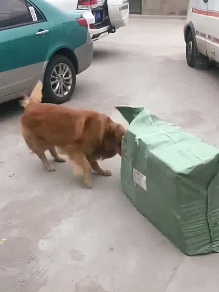 金毛帮忙搬东西被拒绝了, 一怒之下拖着就跑, 金毛: 让你瞧不起我