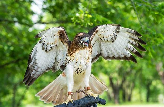 虽称老大却有点太笨，棕熊面对红尾狂的夺食，除了叹气还能做啥？