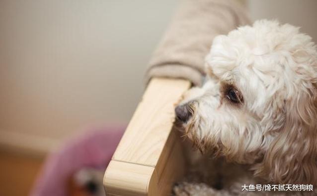 泰迪犬“不喜歡”你的5種表現，超過三個，說明它真的恨死你了！