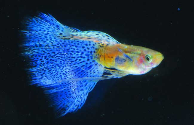 想要养好孔雀鱼都需要用到哪些设备?