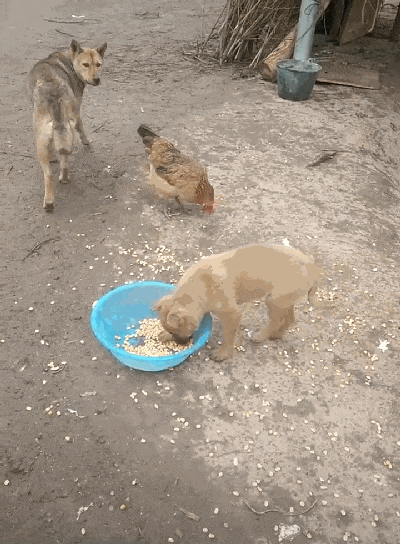 田园犬不让鸡吃食, 轮流蹲坐在食盆里守护玉米, 狗: 不许偷粮食