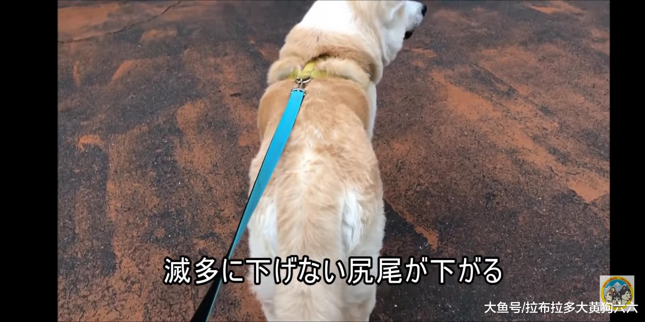 秋田犬对宠物医院女医生的单相思之恋，每次相逢都好甜啊~