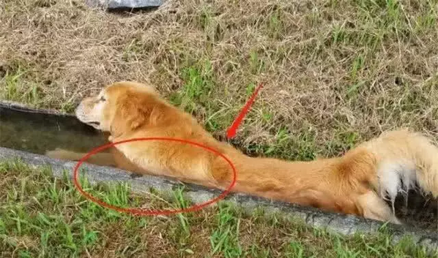 帶金毛到山區活動后走丟，找到它時主人笑出聲，沒想到山區適合它