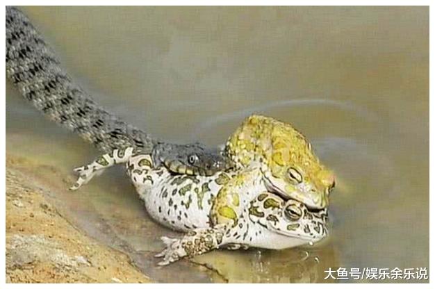 两只蟾蜍在河边幽会，身后一条蛇张开了大嘴，下一秒悲剧了