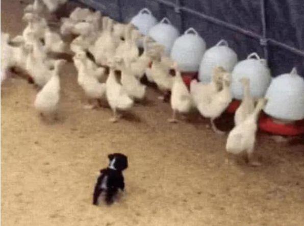 主人听见鸭子在惨叫, 以为有人在偷鸭子, 带着铁棍出去, 被笑哭了