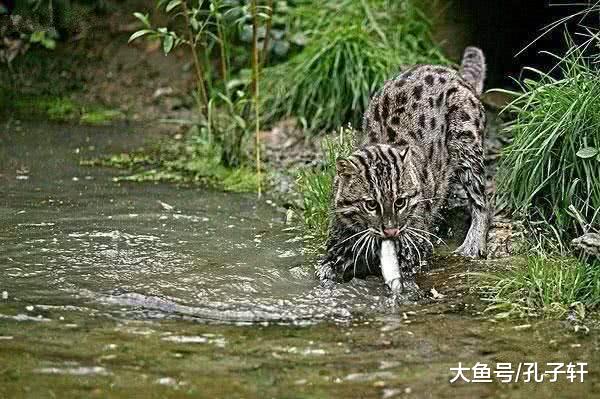 自然界最难养的猫科动物：不是狮子也不是老虎，而是最爱捕鱼的它