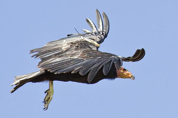 地球上10大濒危物种，白鳍豚和中华鲟均上榜，你见过吗？
