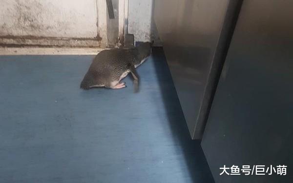 小蓝企鹅硬闯寿司店，躲店里准备筑巢，被抓一次后晚上又来