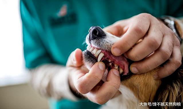 买狗狗时，如何判断狗狗是否健康？