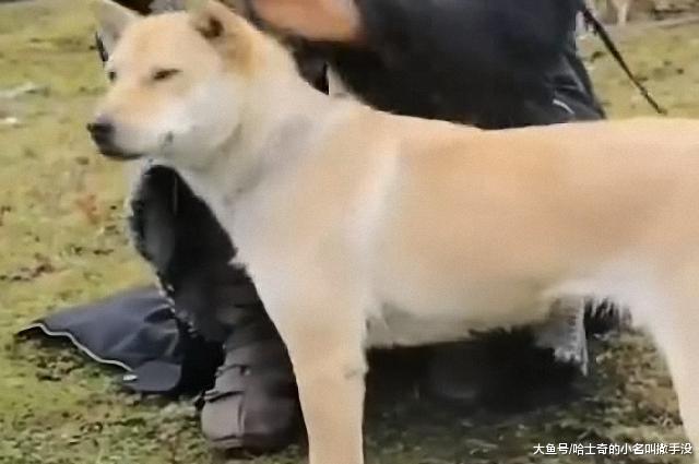 肖战《诛仙》撸狗花絮，肖战居然被一条黄狗给嫌弃，好委屈啊?