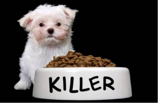 农村狗狗吃馒头米饭，而城市狗狗却吃狗粮，原因是什么？