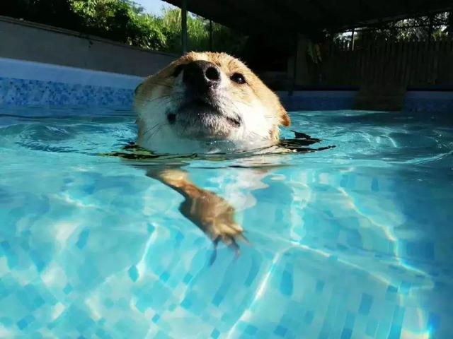 狗狗游泳有溺水风险，铲屎官需注意三点，帮助爱犬享受游水乐趣！